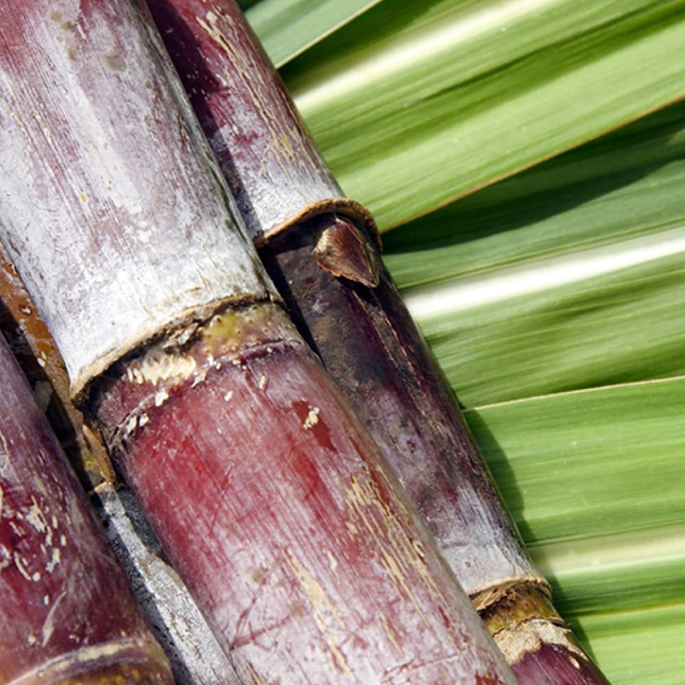 Le choix du sucre